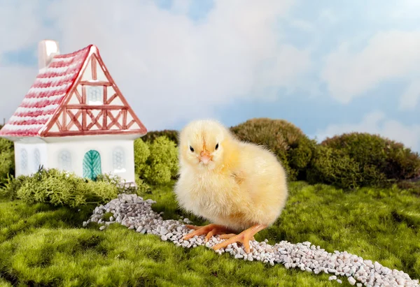 Chick with fantasy house