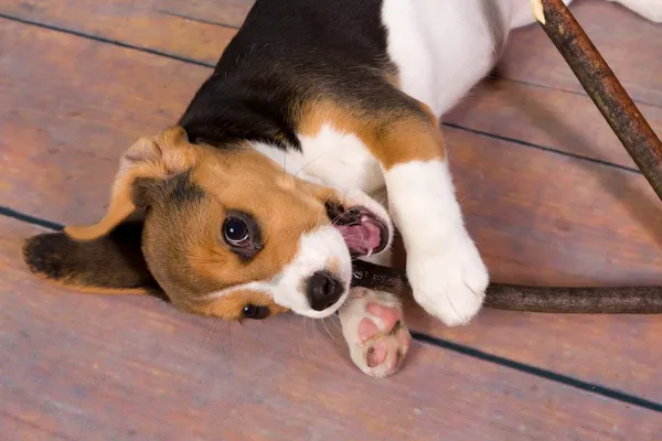 Beagle puppy with stick
