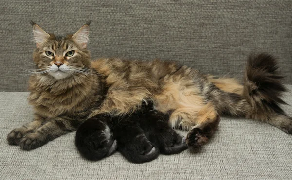 Cat milk feeding her kittens