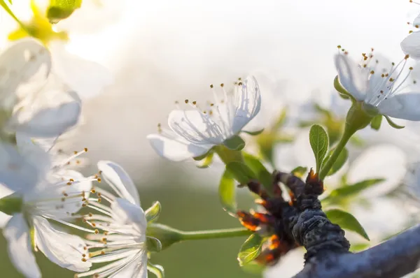 White flower on branch