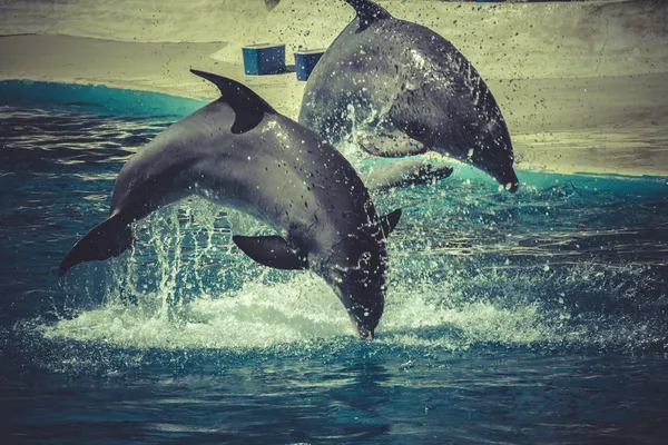 Dolphin jump out of the water