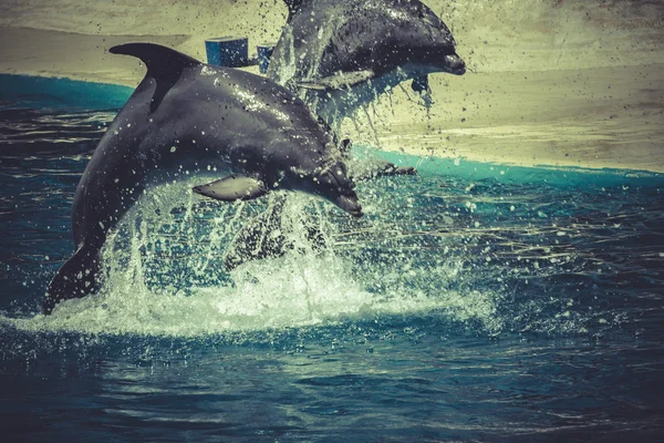 Dolphin jump out of the water