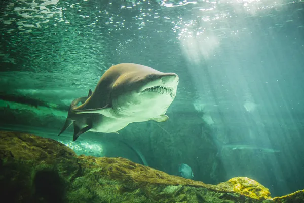 Shark swimming under sea