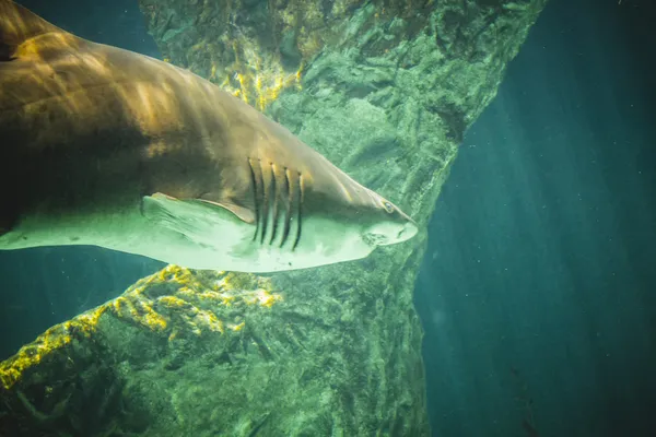 Shark swimming under sea