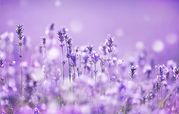 Lavender field