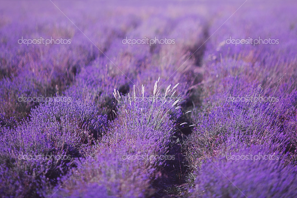   depositphotos_274902
