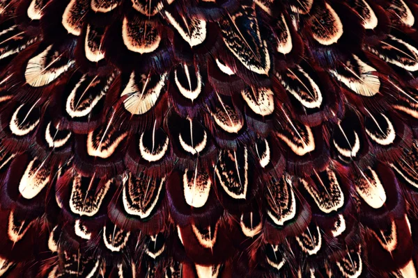 Colorful peacock feathers background