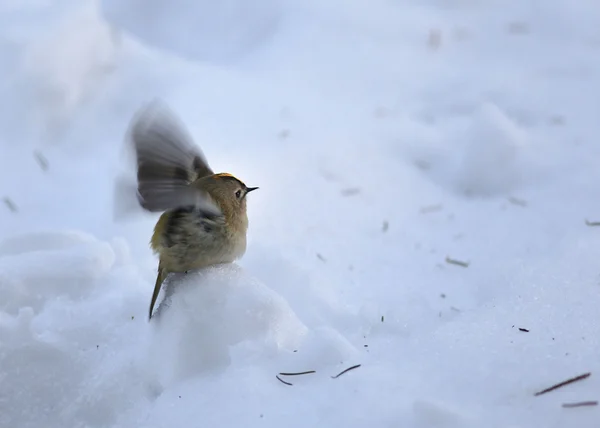 Little bird in the snow, wren bird