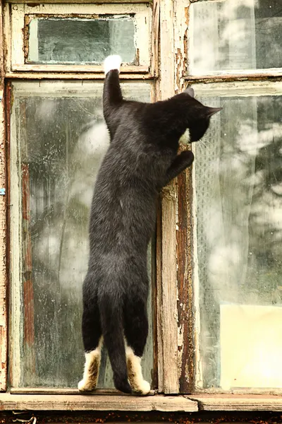 Curious cat in the window