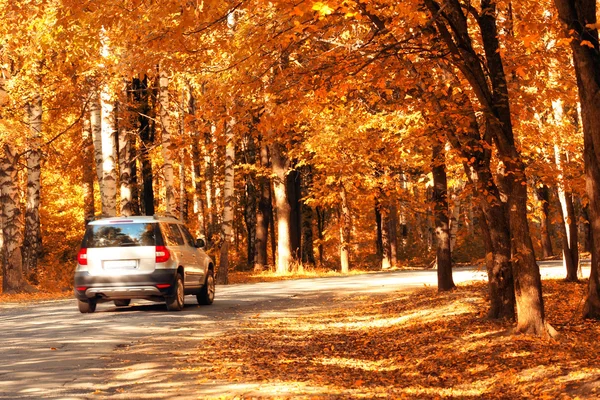 Car in the autumn forest