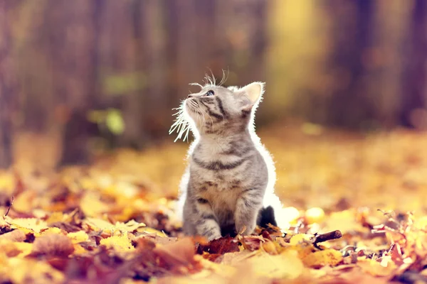 British kitten in autumn park