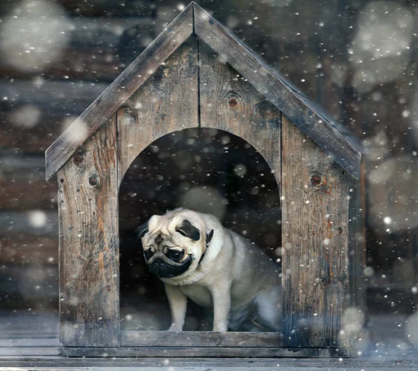 Pug dog in the dog house