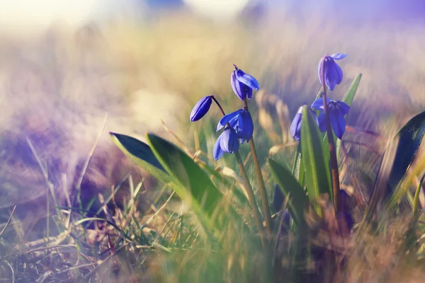 Blue wildflowers