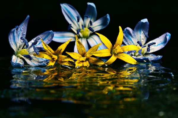 Colorful flowers on water surface