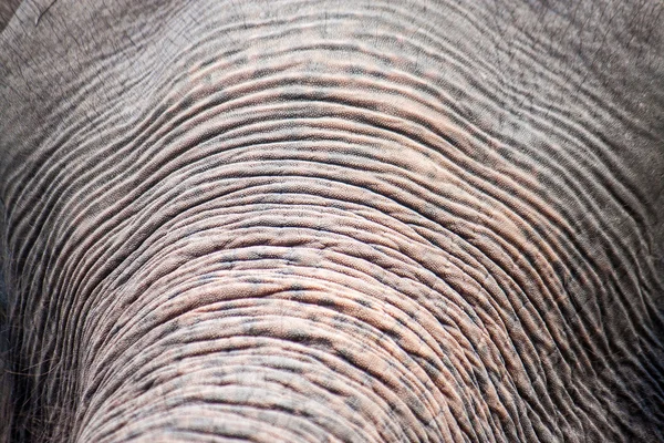 Detail of an elephant\'s trunk
