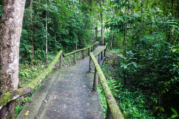 Jungle path to Pong Duet geyser