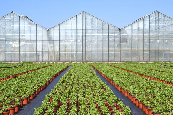 Papaver at wholesale.