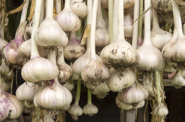 Garlic hanging to dry.