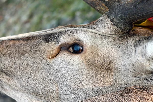 Hunted red deer eye detail