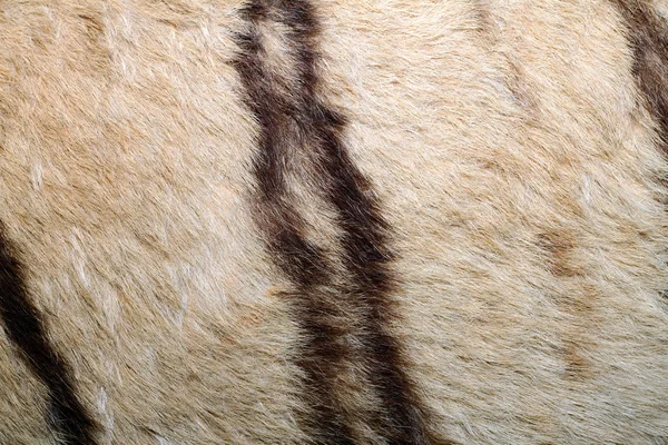 Texture of tiger pelt