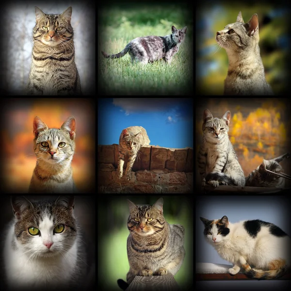 Cats images collection