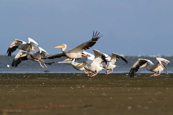 Pelicans flock taking flight from the beach