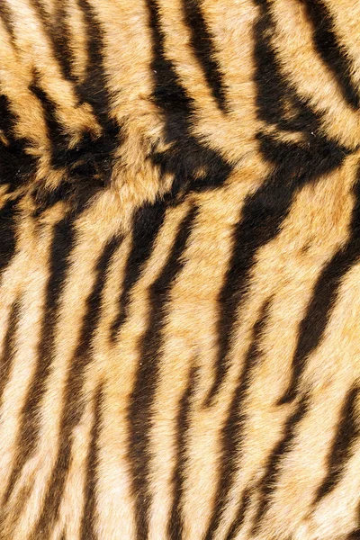 Stripes on tiger back