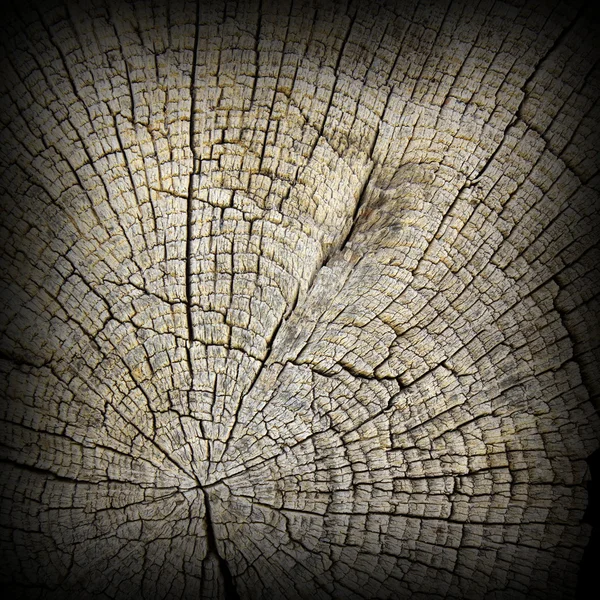 Interesting textured oak wood section
