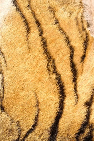 Detail of tiger real stripes on fur