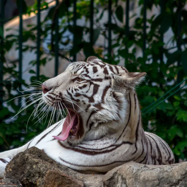 White Tiger On a Rock In Zoo