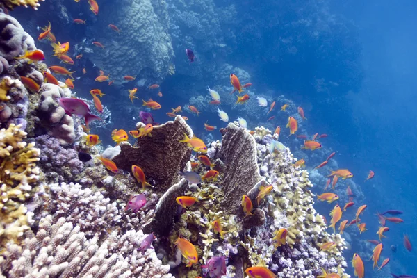 Colorful coral reef with hard and fire corals and exotic fishes anthias