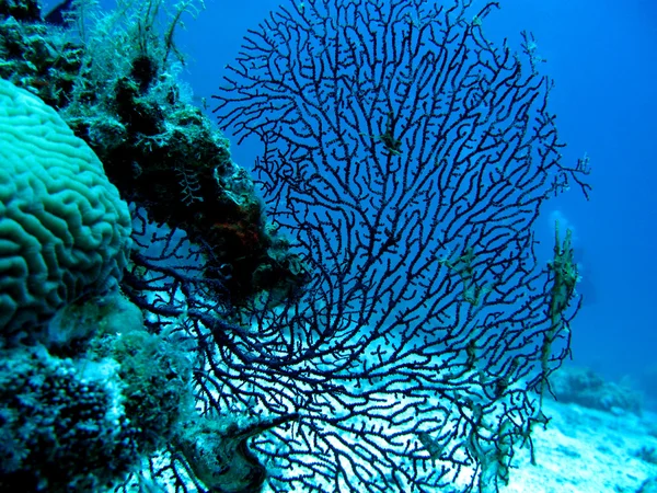 Coral reef with gorgonian, also known as sea whip or sea fan on the bottom of red sea