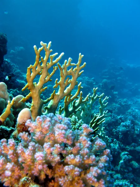 Coral reef with fire and hard corals on the bottom of red sea