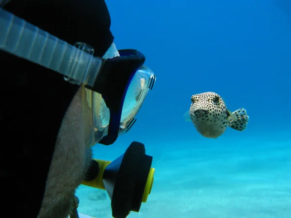 Scuba diver and pufferfish on the bottom of red sea