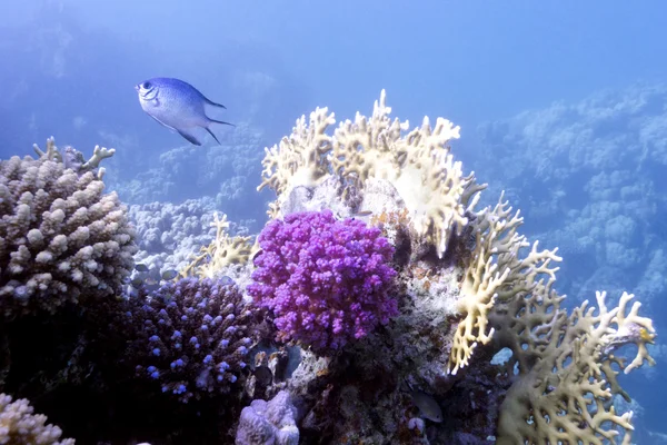 Coral reef with violet hard corals , fire corals and exotic fish - perciform fish in red sea in egypt
