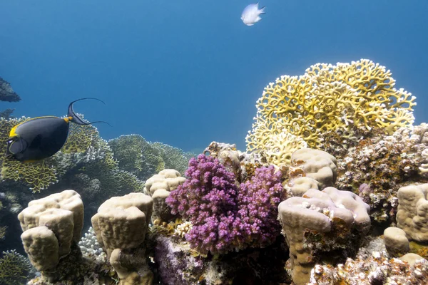 Coral reef with hard and fire corals on the bottom of red sea