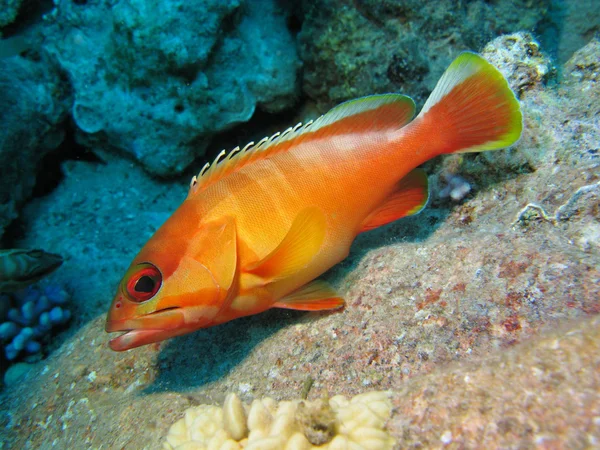 Coral reef with exotic orange fish on the bottom of red sea