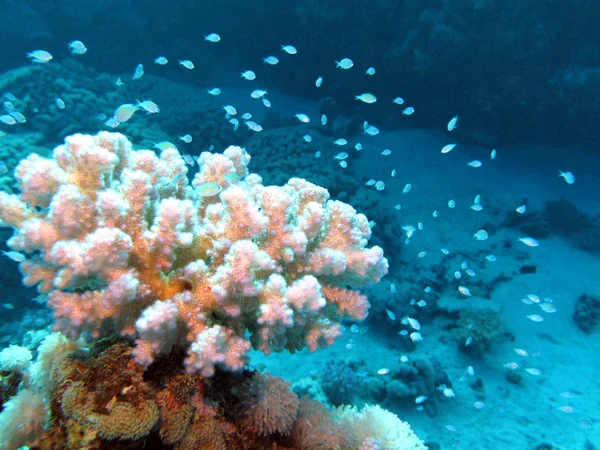 Coral reef with beautiful white hard coral and exotic fishes at the bottom of tropical sea