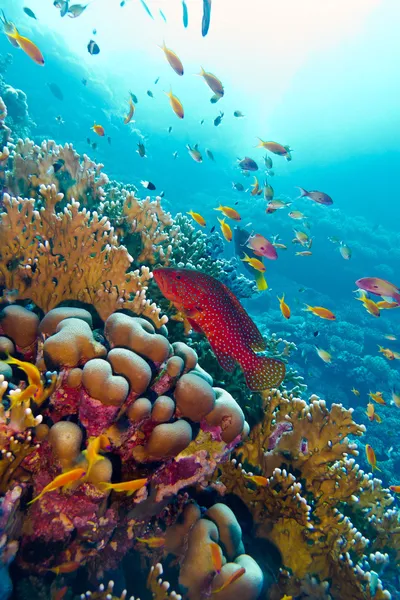 Coral reef with red exotic fish cephalopholis at the bottom of tropical sea