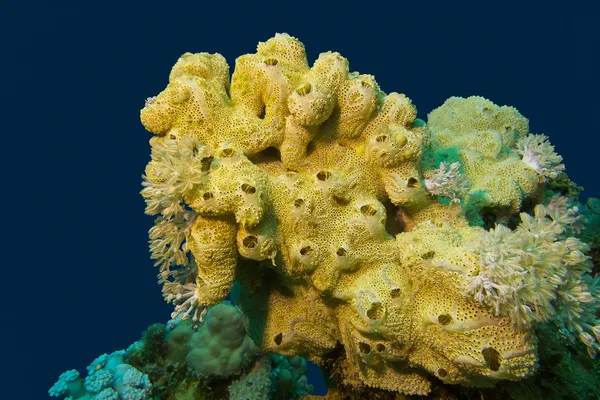 Coral reef with great yellow sea sponge at the bottom of tropical sea