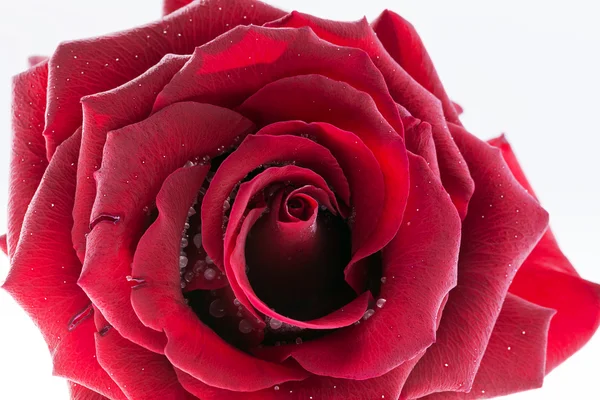 Single frozen flower of red rose isolated on white background - macro