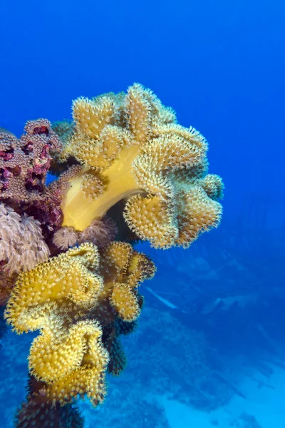 Coral reef with great yellow soft coral at the bottom of tropical sea on blue water background