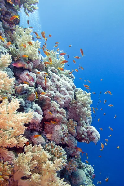 Coral reef with hard corals and exotic fishes anthias at the bottom of tropical sea  on blue water background