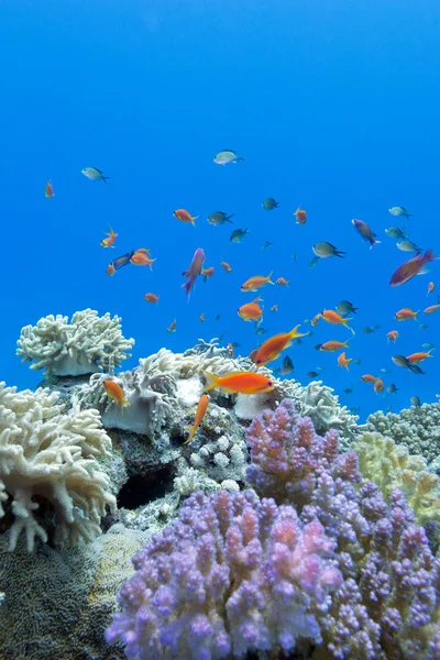 Coral reef with soft and hard corals with exotic fishes anthias on the bottom of tropical sea  on blue water background