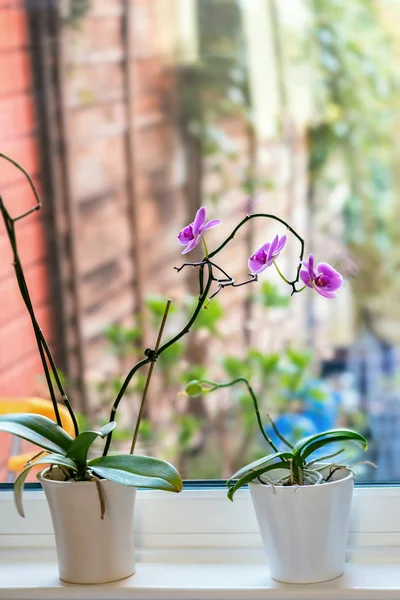 Tropical Orchid Phalaenopsis against window ledge and glass