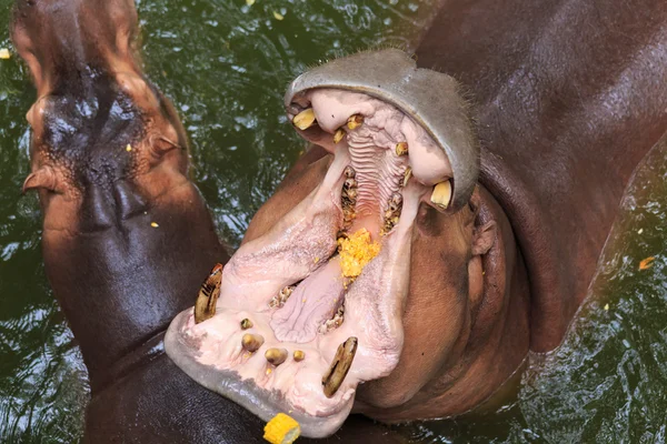 Hippopotamus open mouth to receive food at the zoo.
