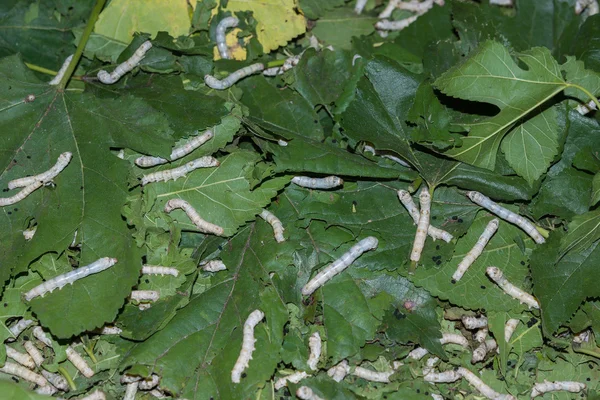 Silkworms feasting on their mulberry leaves.