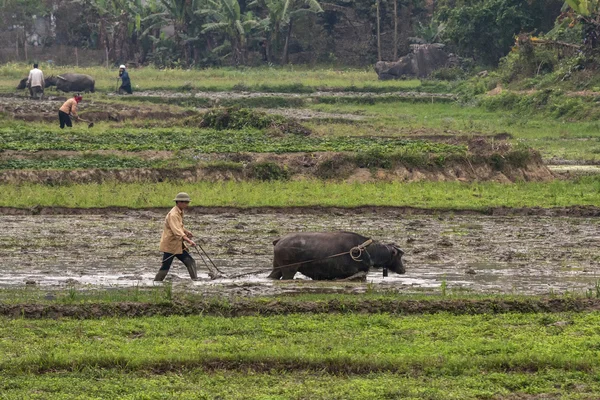 Farmer plowing rice paddy with buffalo, both sunk in mud.