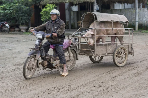 Merchant on motorcycle brings his boar to the sow to procreate.