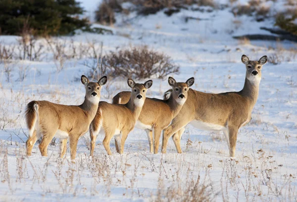 White Tail Deer Family